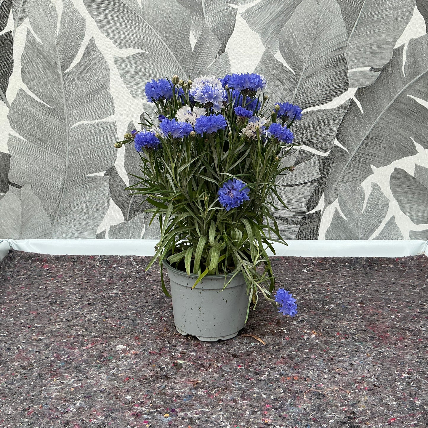 Centaurea cyanus – Klassische Kornblume im Topf