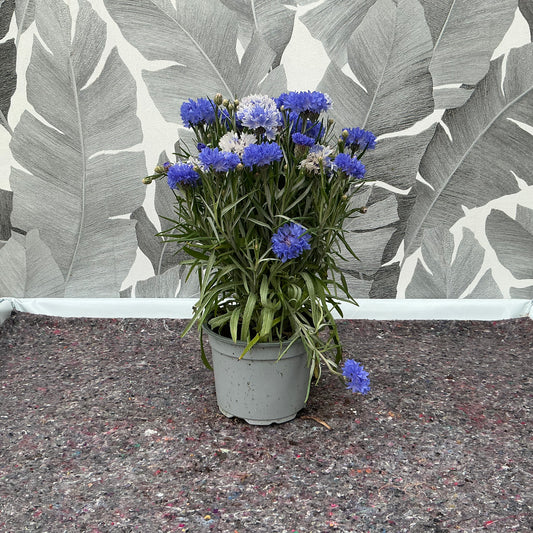 Centaurea cyanus – Klassische Kornblume im Topf