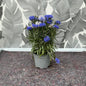 Centaurea cyanus – Klassische Kornblume im Topf