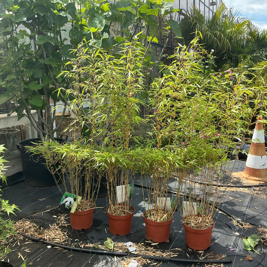 Fargesia – Der sanfte Bambus für Garten & Kübel