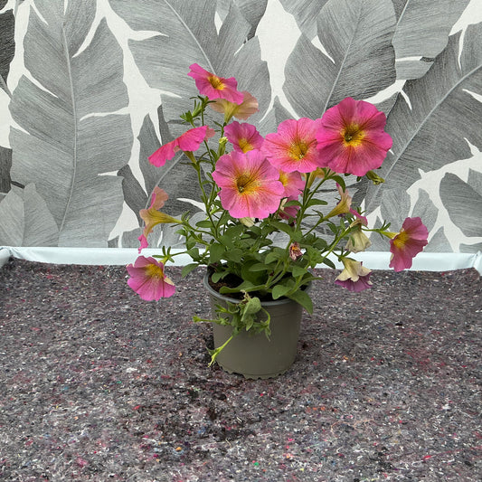 Petunia Hybride (rosa) – Zauberhafte Sommerblüte