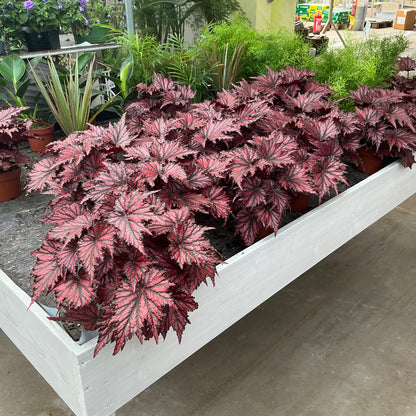 Begonia Rex – Blattschmuck in intensivem Rot