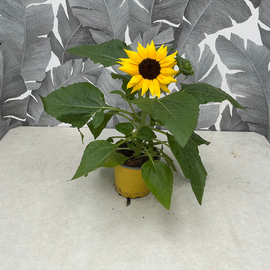 Helianthus annuus – Sonnenblume im Topf
