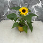 Helianthus annuus – Sonnenblume im Topf
