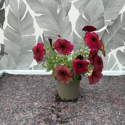 Petunia Hybride (lila) – Zauberhafte Sommerblüte