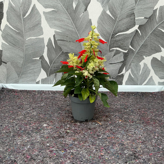 Salvia splendens – Leuchtende Prachtkerze in Weiß-Rot