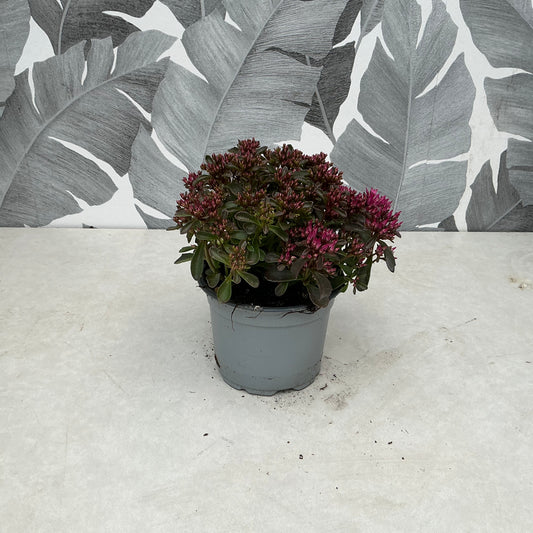 Sedum Hybride – Robuste Schönheit für sonnige Plätze