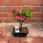 Bonsai Azalee – Farbenfroher Blütenzauber im Miniaturformat