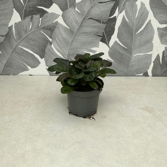 Ajuga (weiss) – Teppich-Günsel für Beet, Balkon & Schattenecken