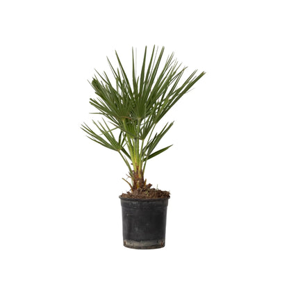 Chamaerops humilis (klein) – Die kleine Dattelpalme für dein Zuhause