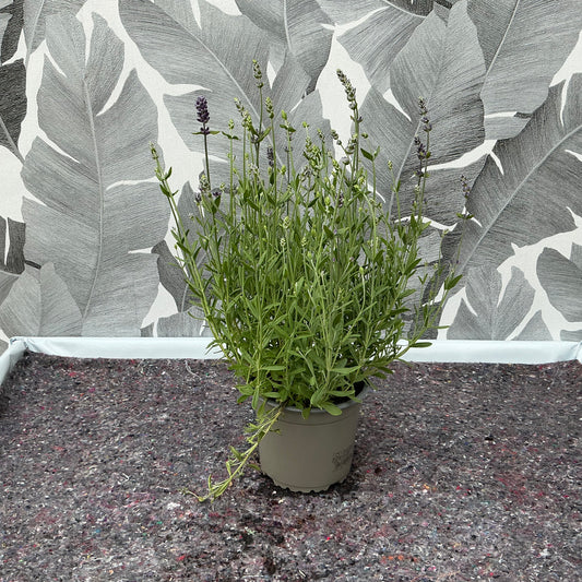 Lavandula stoechas (klein) - Die Schopflavendel