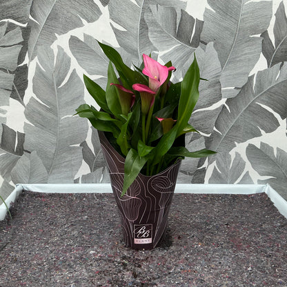 Zantedeschia – Calla (rosa)