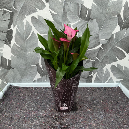 Zantedeschia – Calla (rosa)