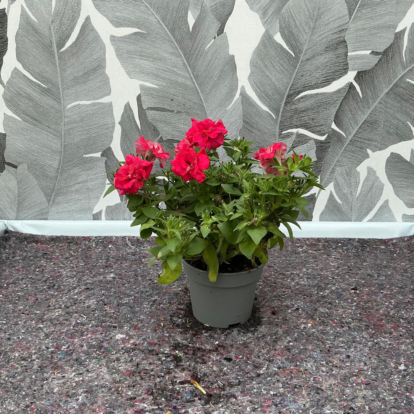 Petunia gefüllt (rot) – Üppiger Sommertraum