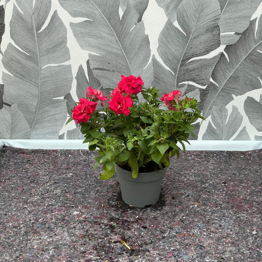 Petunia gefüllt (rot) – Üppiger Sommertraum