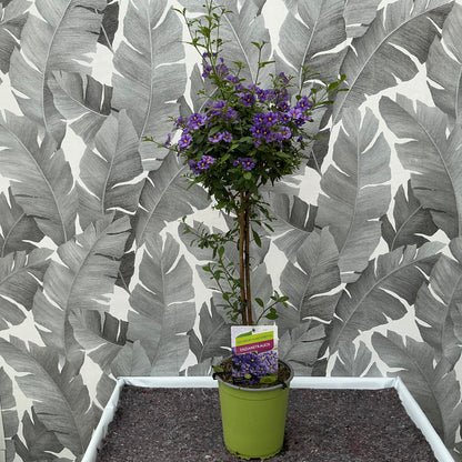 Solanum rantonnetii (lila) – Enzianstrauch als Hochstämmchen