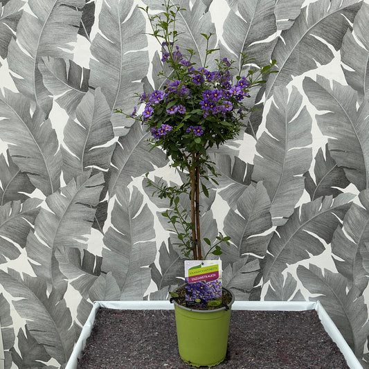 Solanum rantonnetii (lila) – Enzianstrauch als Hochstämmchen