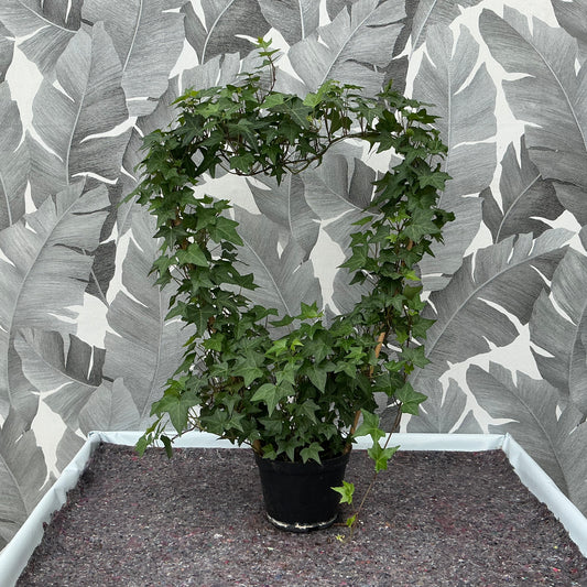 Hedera helix ‘Pittsburgh’ – Efeu-Herz für stilvolle Begrünung