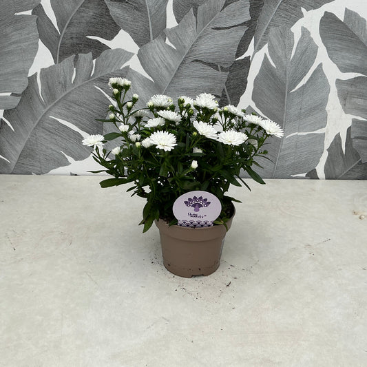 Aster ageratoides (weiß) – Herbstaster mit natürlichem Charme