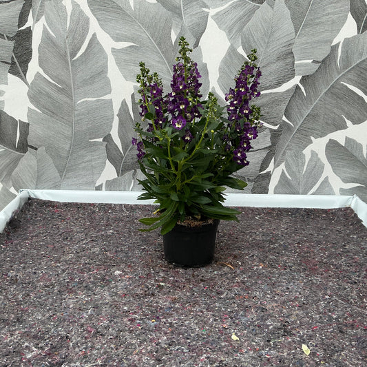Angelonia – Sommerlavendel mit edler Ausstrahlung