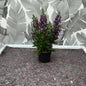 Angelonia – Sommerlavendel mit edler Ausstrahlung