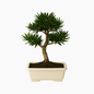 Bonsai Podocarpus – Der elegante Nadelbaum für dein Zuhause