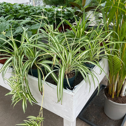 Chlorophytum comosum – Grünlilie