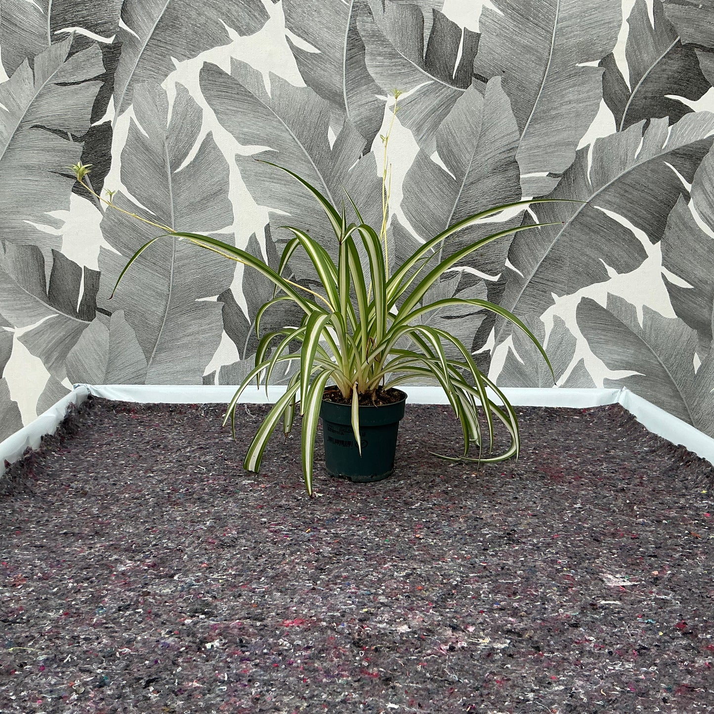 Chlorophytum comosum – Grünlilie