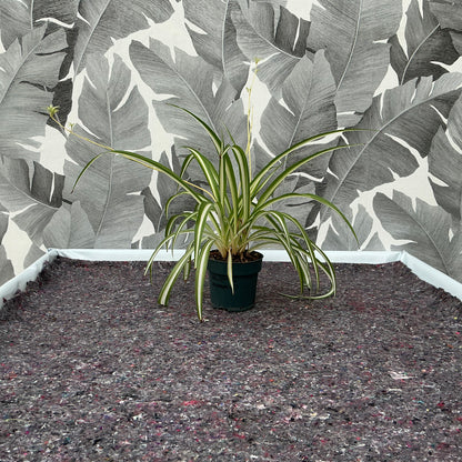 Chlorophytum comosum – Grünlilie