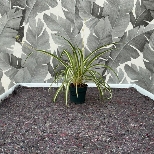 Chlorophytum comosum – Grünlilie