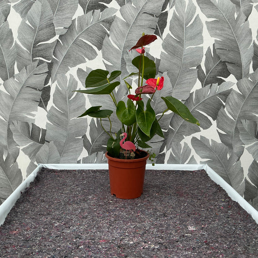 Anthurium andreanum – Flamingoblume