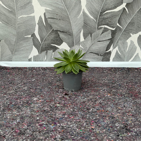 Echeveria elegans – Echeverie
