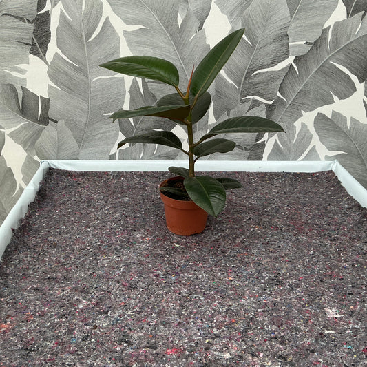 Ficus elastica ‘Robusta’