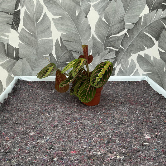 Maranta leuconeura – Pfeilwurze / Gebetspflanze