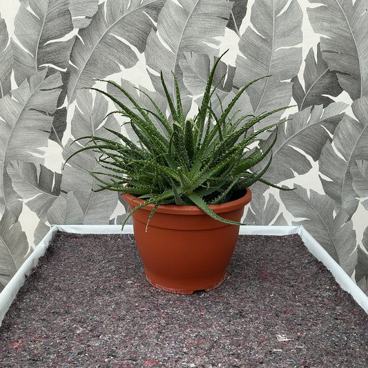 Aloe (Asphodelaceae) – Familie der Aloe- & Haworthia-Gewächse
