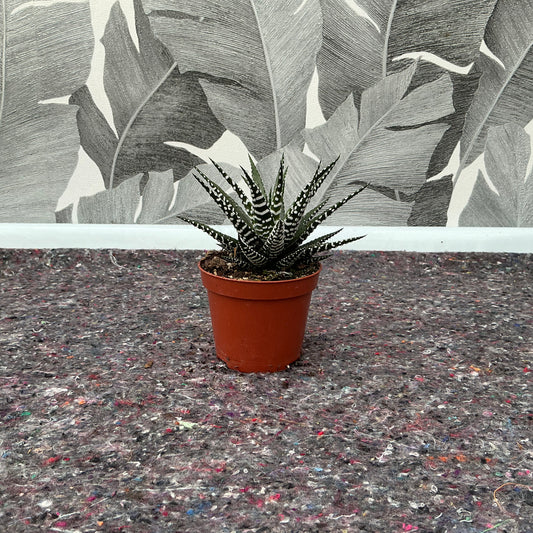 Haworthia fasciata – Zebrakaktus