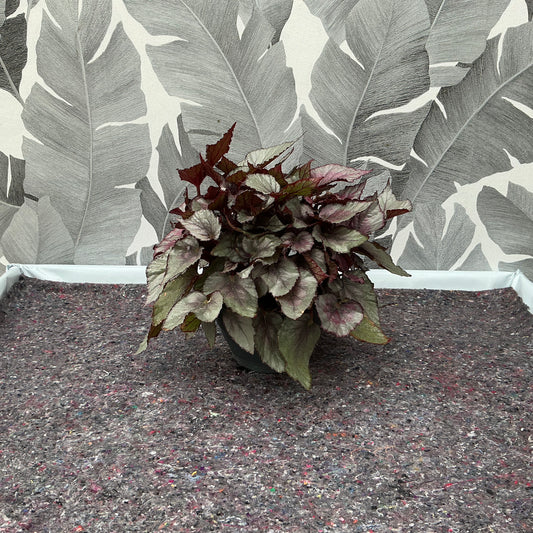 Begonia rex (Hell)