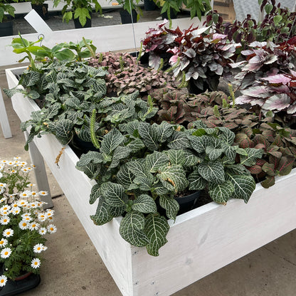 Fittonia albivenis ‘White Nerve’