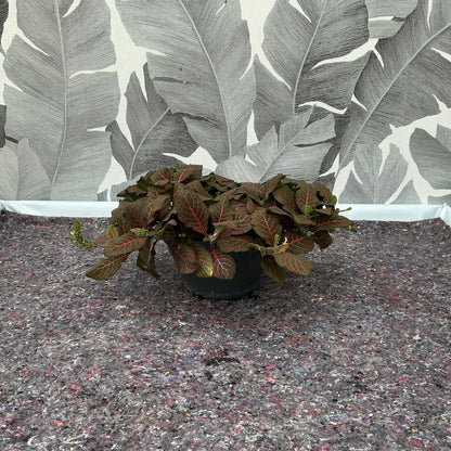 Fittonia albivenis ‘Red Nerve’