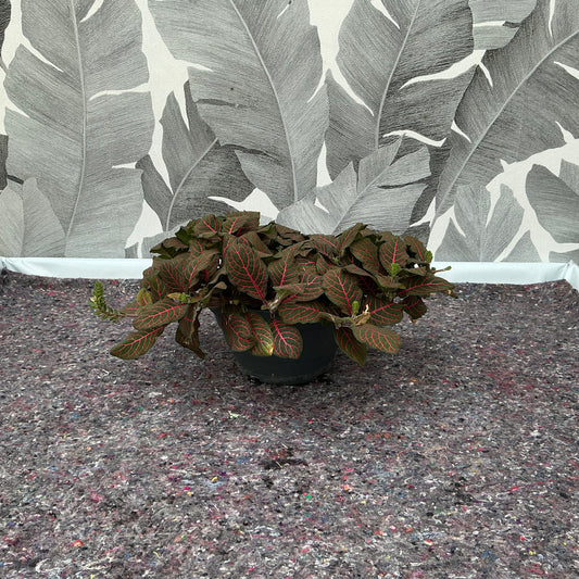 Fittonia albivenis ‘Red Nerve’