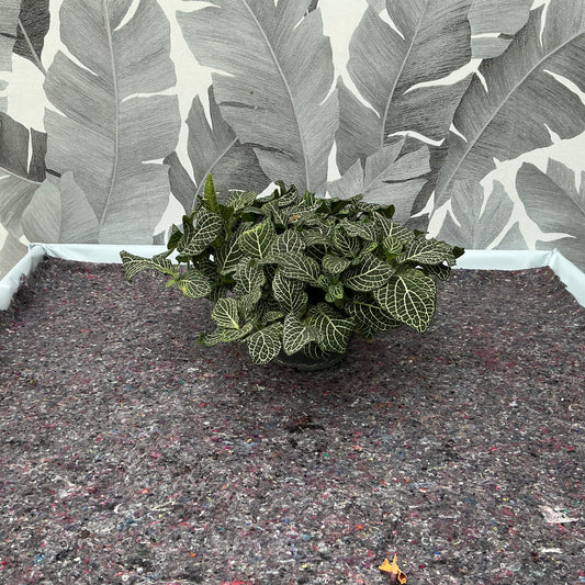 Fittonia albivenis ‘White Nerve’