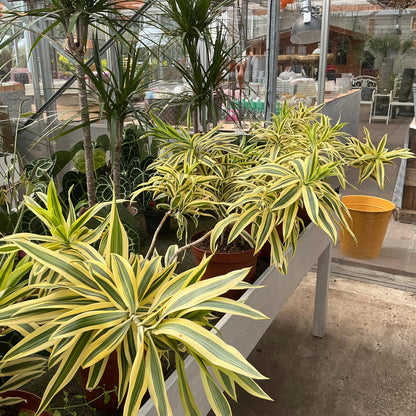 Dracaena – Drachenbaum