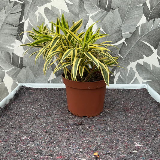 Dracaena – Drachenbaum