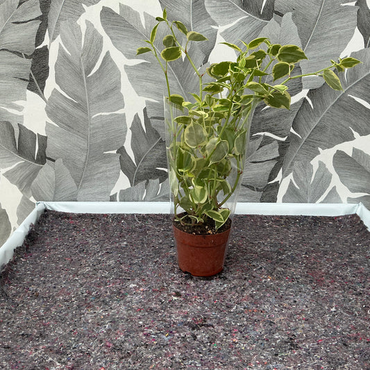 Peperomia – Zwergpfeffer