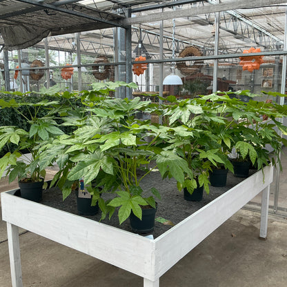 Fatsia japonica – Japanische Aralie