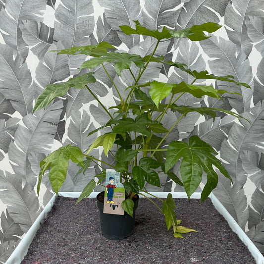Fatsia japonica – Japanische Aralie