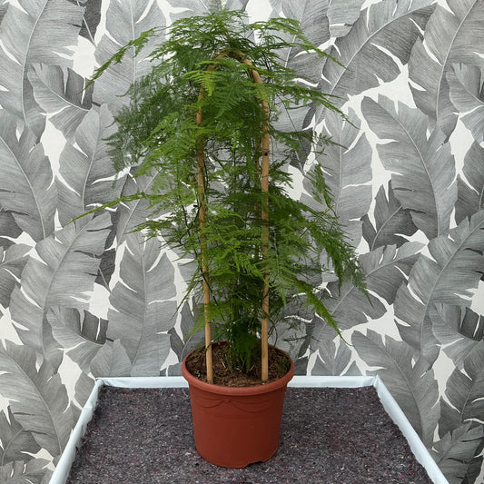 Asparagus densiflorus ‘Sprengeri’ – Zier-Spargel