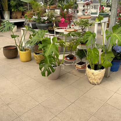 Monstera deliciosa – Fensterblatt