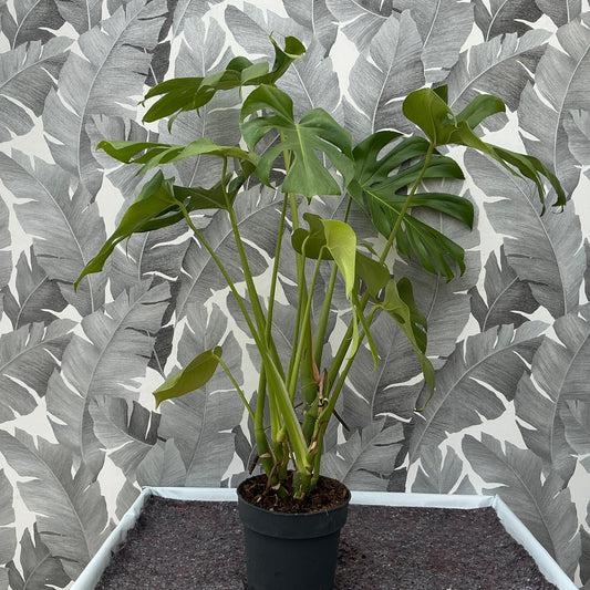 Monstera deliciosa – Fensterblatt