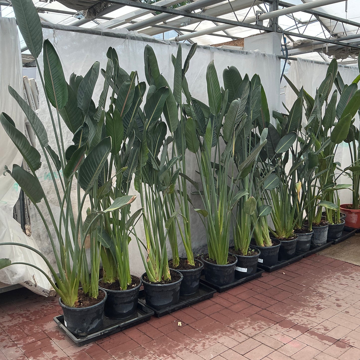 Strelitzia reginae – Paradiesvogelblume